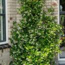 Trachelospermum jasm. Star of Venice - Climbing plant  23cm 70cm high