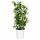 Trachelospermum jasm. Star of Venice - Climbing plant  23cm 70cm high