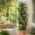 Trachelospermum jasm. Star of Venice - Climbing plant  23cm 70cm high