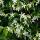 Trachelospermum jasm. Star of Venice - Climbing plant  23cm 70cm high