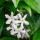 Trachelospermum jasm. Star of Venice - Climbing plant  23cm 70cm high