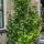 Trachelospermum jasm. Star of Venice - Climbing plant  23cm 70cm high