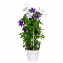 Clematis "Double Up Barnadine + Masa" -...