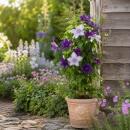 Clematis "Double Up Barnadine + Masa" -...