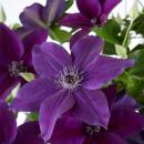Clematis "Double Up Barnadine + Masa" - Kletterpflanze 23cm 70cm hoch