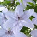Clematis "Double Up Barnadine + Masa" - Kletterpflanze 23cm 70cm hoch