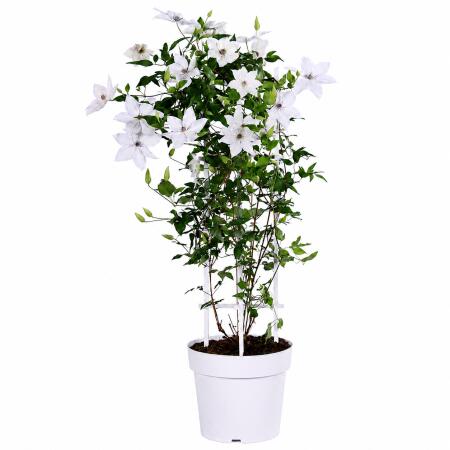 Clematis "Garland Tsukkiko" - Kletterpflanze - 23cm 70cm hoch