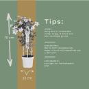 Clematis "Garland Tsukkiko" - Kletterpflanze - 23cm 70cm hoch