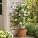 Clematis "Garland Tsukkiko" - Kletterpflanze -...