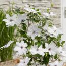 Clematis "Garland Tsukkiko" - Kletterpflanze - 23cm 70cm hoch