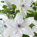 Clematis "Garland Tsukkiko" - Kletterpflanze - 23cm 70cm hoch