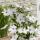 Clematis "Garland Tsukkiko" - Kletterpflanze - 23cm 70cm hoch
