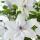 Clematis "Garland Tsukkiko" - Kletterpflanze - 23cm 70cm hoch