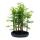 Outdoor-Bonsai Metasequoia glyptostroboides kleiner Wald mit 5 Pflanzen