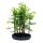 Bonsaï Metasequoia glyptostroboides dextérieur petite forêt avec 5 plantes