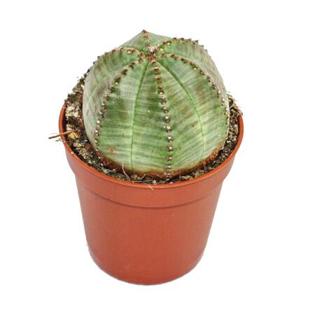 Euphorbia obesa - Euphorbe baseball - Euphorbe - Succulente en pot de 5,5 cm