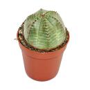 Euphorbia obesa - Euphorbe baseball - Euphorbe -...