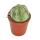 Euphorbia obesa - Euphorbe baseball - Euphorbe - Succulente en pot de 5,5 cm