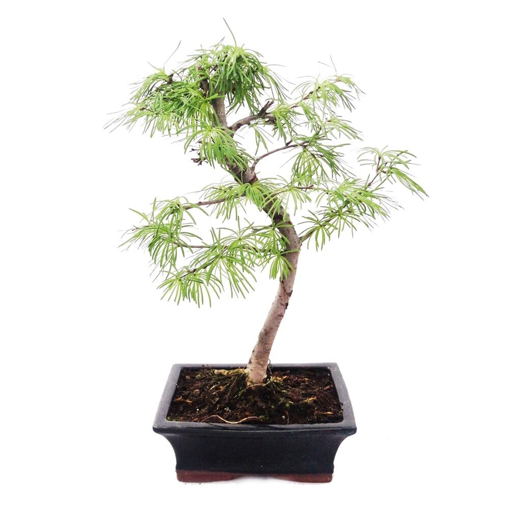 bonsai pseudolarix 90cm Bonsai Larch Tree (Pseudolarix Amabilis)  Bristol Plant Man