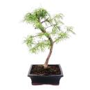 Outdoor-Bonsai Pseudolarix amabilis - Goldlärche...