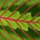 Maranta leuconeura Fascinator - Schattenpflanze - 17cm Ampeltopf - Trieblänge ca. 30cm