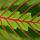 Maranta leuconeura Fascinator - Schattenpflanze - 17cm Ampeltopf - Trieblänge ca. 30cm