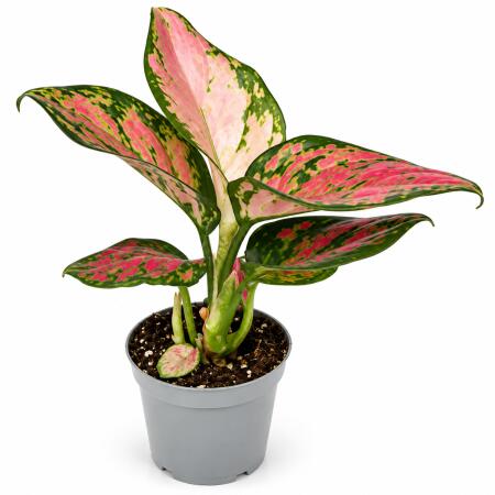 Aglaonema Lucky Red - buntblättriger Kolbenfaden - absolute Rarität - Mini Pflanze 6cm ca. 8-10cm hoch