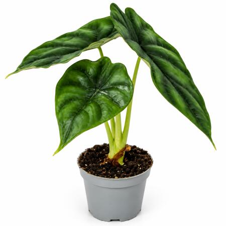 Alocasia Dragon Scale - Alocasia - absolute rarity - Mini plant 6cm approx. 8-10cm high