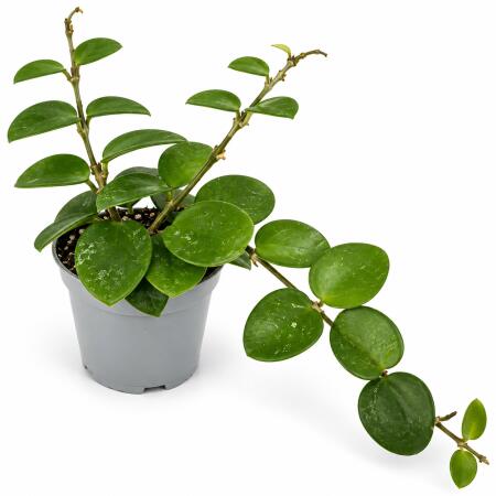 Hoya Mathilde Splash - Hoya - Mini Plant 6cm approx. 8-10cm high