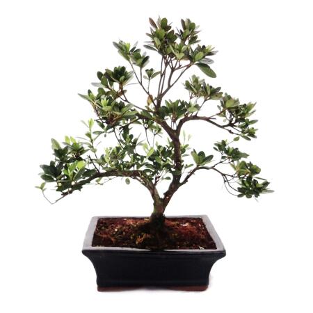 Outdoor Bonsai Rhododendron simsii - Azalee 20cm