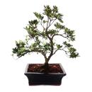 Outdoor Bonsai Rhododendron symmetrical - Azalea 20cm