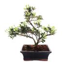 Outdoor Bonsai Rhododendron symmetrical - Azalea 20cm