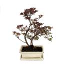 Outdoor Bonsai Rhododendron symmetrical - Azalea 20cm