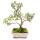 Bonsaï dextérieur - Serissa foetida variegata - Neige de juin - Arbre aux 1000 étoiles 15cm