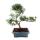 Outdoor Bonsai Podocarpus - Small-leaved stones 20cm