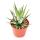 Haworthia fasciata &quot;Big Band&quot; - kleine Pflanze im 5,5cm Topf