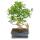 Bonsai Chinese fig tree - Ficus retusa - 10 years