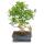 Bonsai Chinese fig tree - Ficus retusa - 10 years