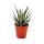 Haworthia fasciata - kleine Pflanze im 5,5cm Topf