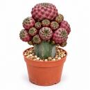 Sulcorebutia rauschii violacidermis inesti grafted - rare...