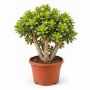 Crassula ovata minor - Money Tree in Bonsai Form - 19cm...