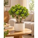 Crassula ovata minor - Money Tree in Bonsai Form - 19cm...