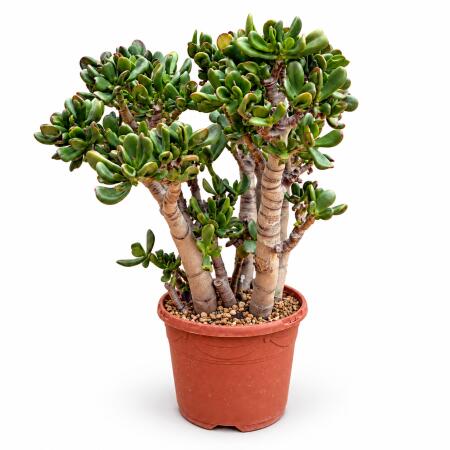 Crassula ovata gollum - Löffelstöckchen in Bonsai-Form - 19cm Topf 50cm hoch
