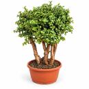 Portulacaria afra Solitary - Jade Tree in Bonsai Form -...