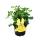 Moskito-Schocker - Duftgeranie - Pelargonium crispum - Ideal zum vertreiben von M&uuml;cken und Wespen