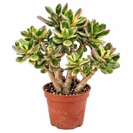 Crassula ovata variegata - Money Tree in Bonsai Form - 12cm Pot 35cm high