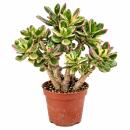 Crassula ovata variegata - Money Tree in Bonsai Form -...