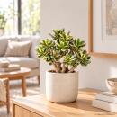 Crassula ovata variegata - Money Tree in Bonsai Form -...