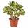Crassula ovata variegata - Money Tree in Bonsai Form - 12cm Pot 35cm high