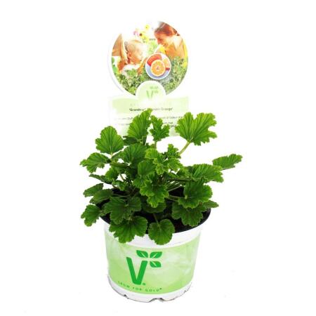 Duftgeranie "Orange" - Pelargonia odorata  Hybr.